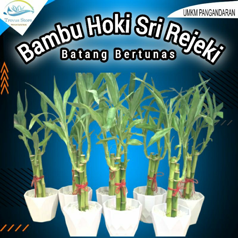 Bambu hoki Sri Rejeki batang berakar 10cm semi air darat aquatic akuarium paludarium