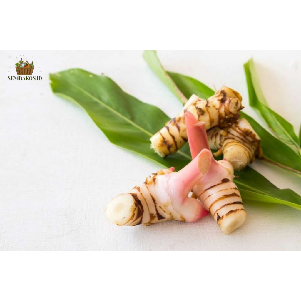 

Lengkuas muda merah | Laos | Bumbu dapur | Empon Empon