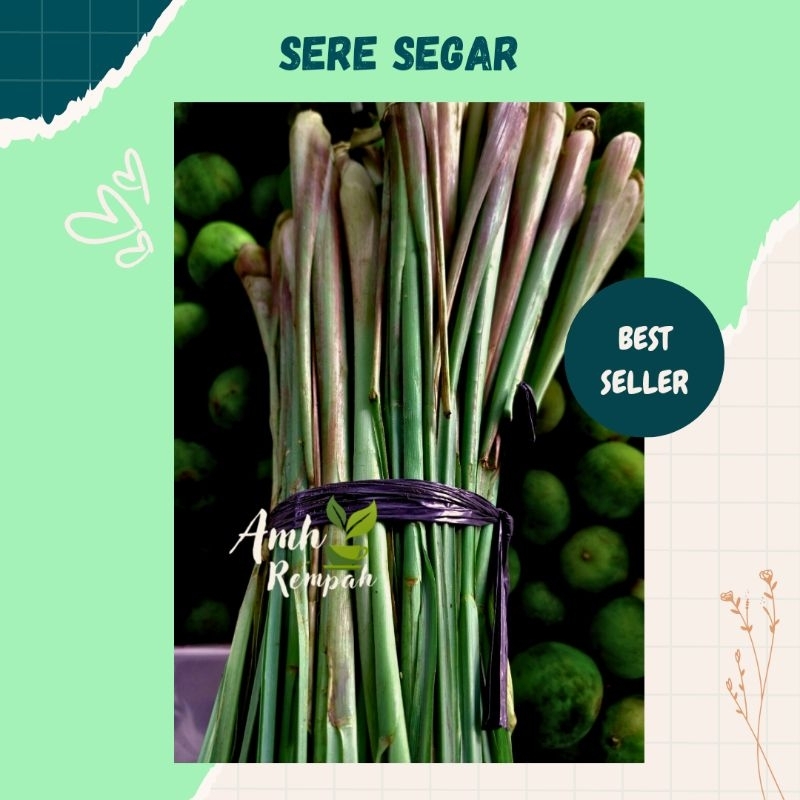 

Sere Segar kemasan 30gram bersih