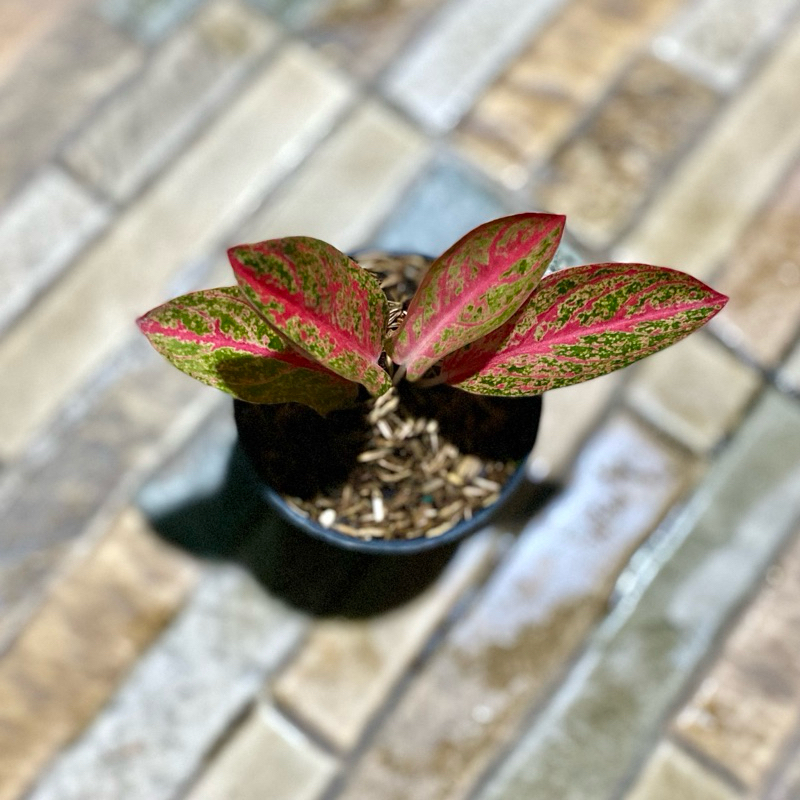 Aglaonema Kendedes