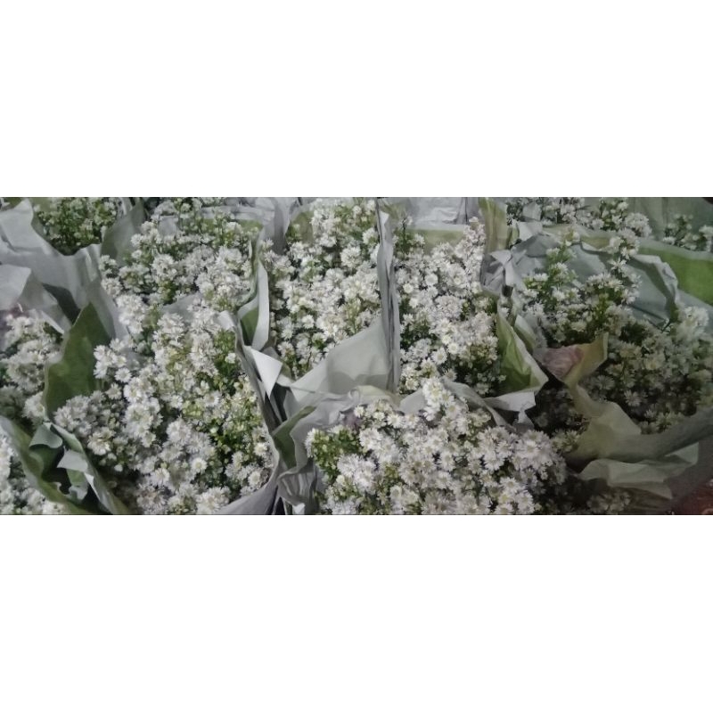 BUNGA PIKOK PUTIH|BUNGA PIKOK BANDUNG ISI 10 TANGKAI