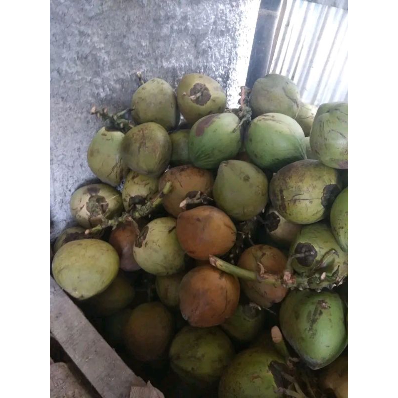 

KELAPA MUDA ATAU DAWEGAN UTUH , KELAPA IJO ,KELAPA MUDA, KELAPA ASLI BURUAN CEK OUT DI TOKO KAMI BARU PETIK FRES DARI POHON BUKAN KELAPA YANG ADA DI PASARAN YA KAK