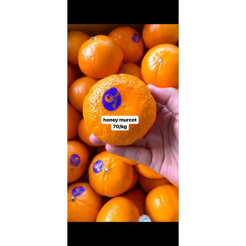 

Jeruk honey murcot // murcot phoenix