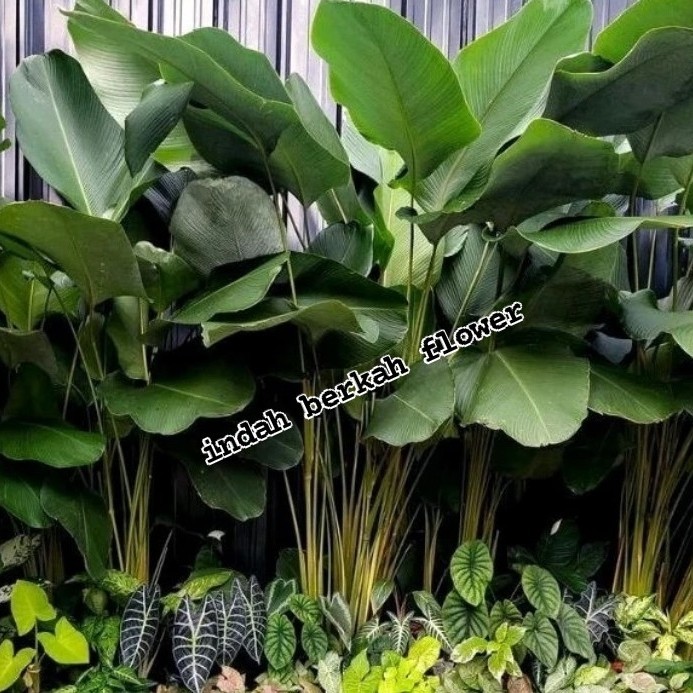 Tanaman Hias Calathea Lutea Pisang Kipas tinggi pohon 150cm