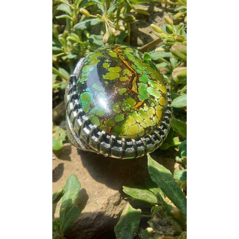 Pirus Hubei Hijau HQ