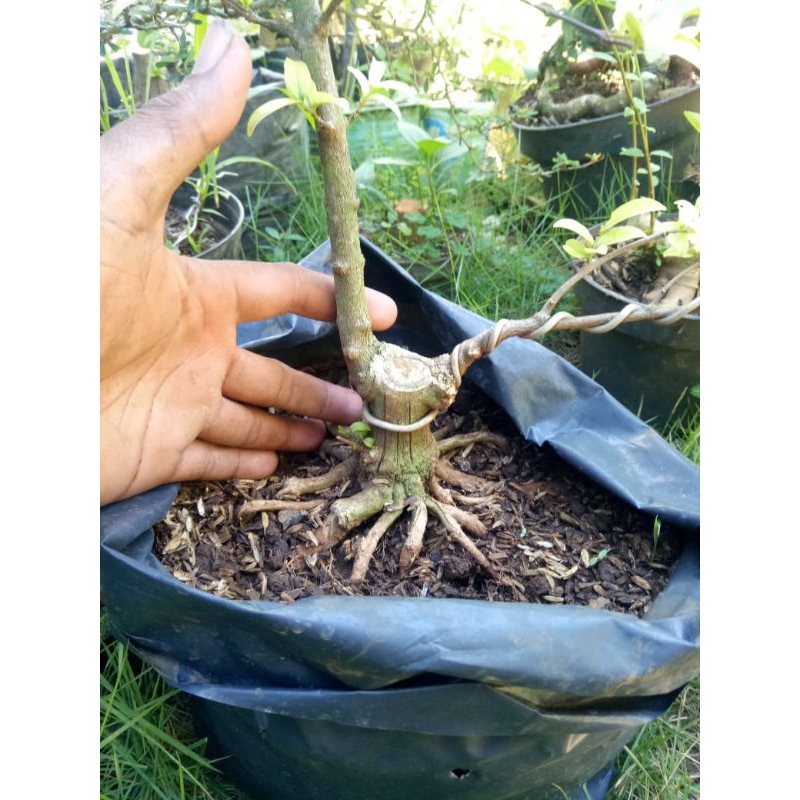bahan bonsai anting putri program akar muter rawatan
