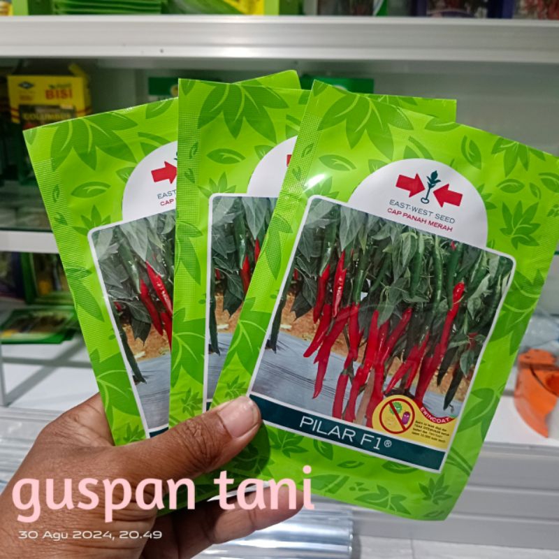 CABAI PILAR F1 Cabe pilar f1 cabe merah besar pilar f1 isi 1700