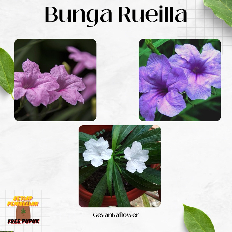 Tanaman Hias Bunga Ruellia/Rowlia/Ruellia simplex/Kencana Ungu