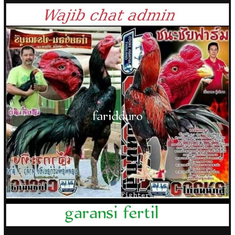 Telur fertil trah maneedaeng x blackbull GARANSI FERTIL  whitekin/ ayam aduan / pakhoy / khoyngon