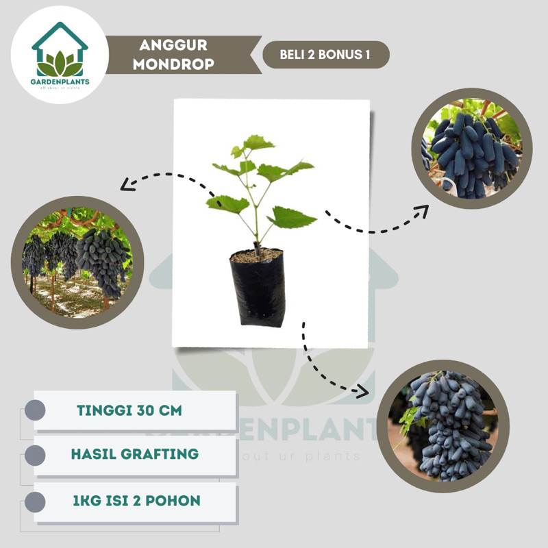 Bibit Anggur Moondrop - Anggur Sweet Saphire - Anggur Avatar