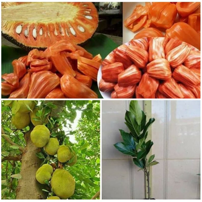 bibit nangka merah bibit nangka oren bibit nangka manis