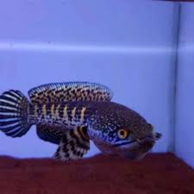 chana Auranti CB baby grade A