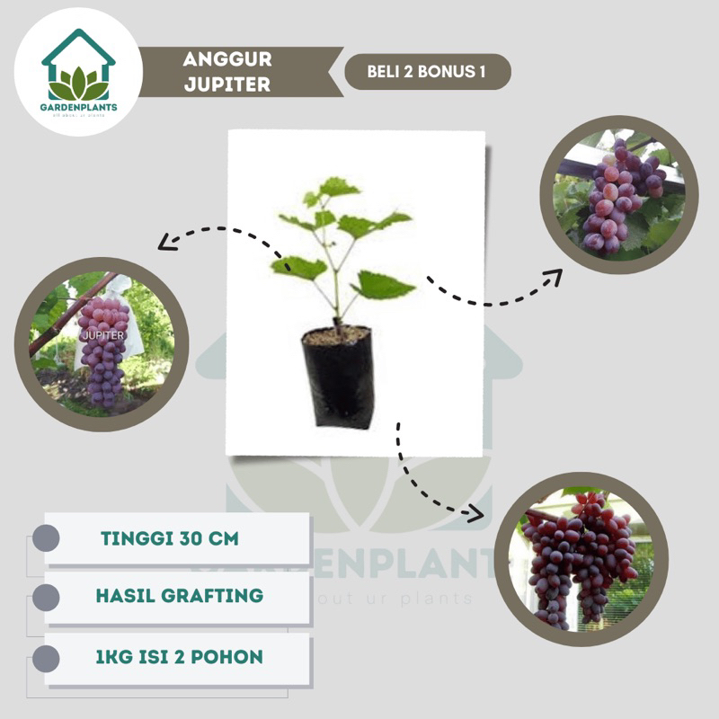 Bibit Anggur Jupiter Grafting - Anggur Impor Paling Genjah