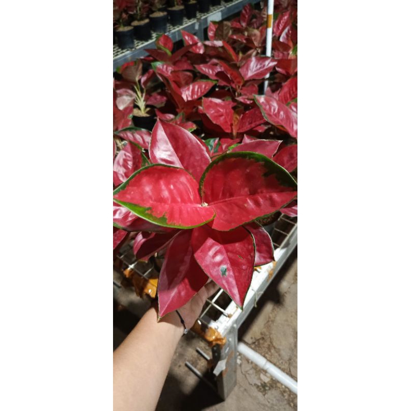 Tanaman hias aglonema suksom dewasa tanaman hidup