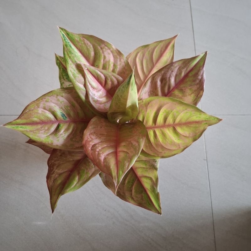 aglonema LOD light of diamond