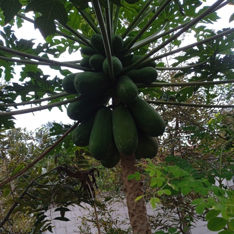 

pepaya mentah