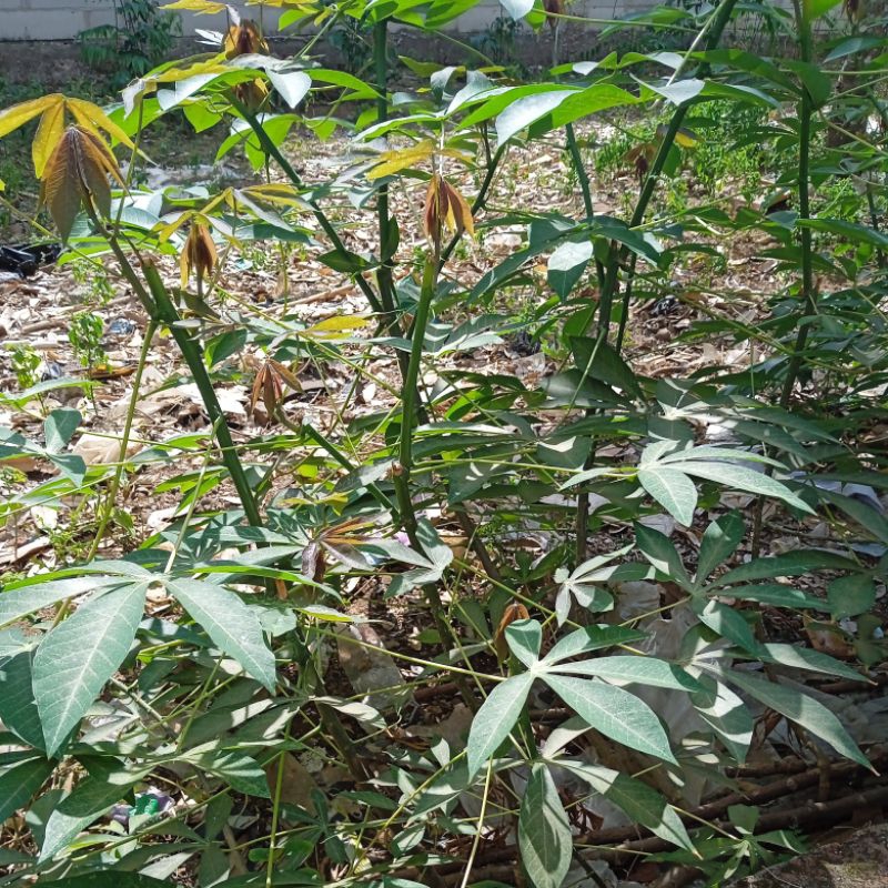 

daun singkong daun budin