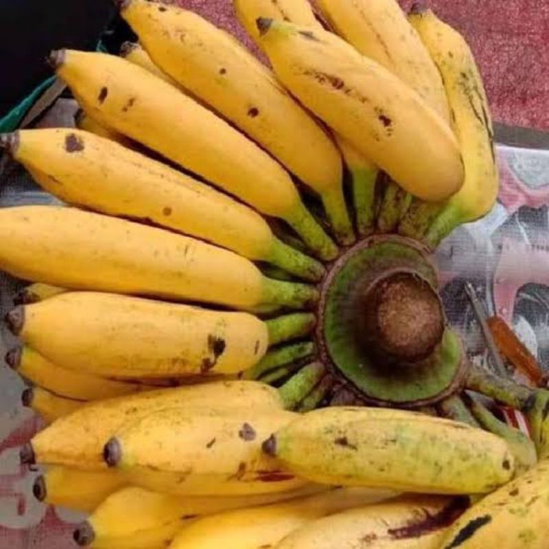 PROMO PISANG ULI 1 TANDAN FULL UNTUK ACARA HAJATAN/PESTA DLL