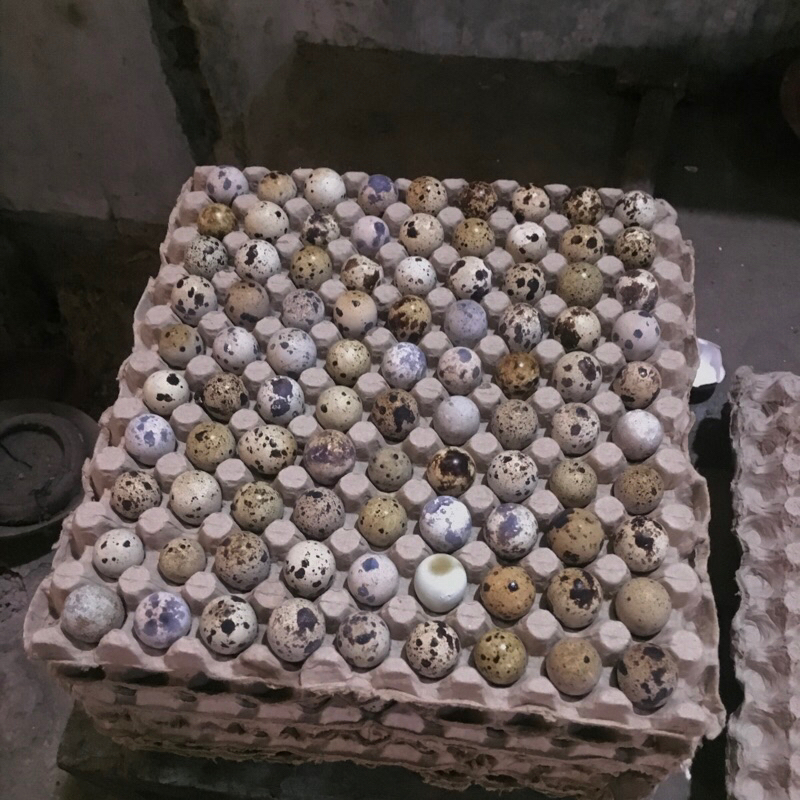 

TELUR PUYUH FRESH /90 Butir