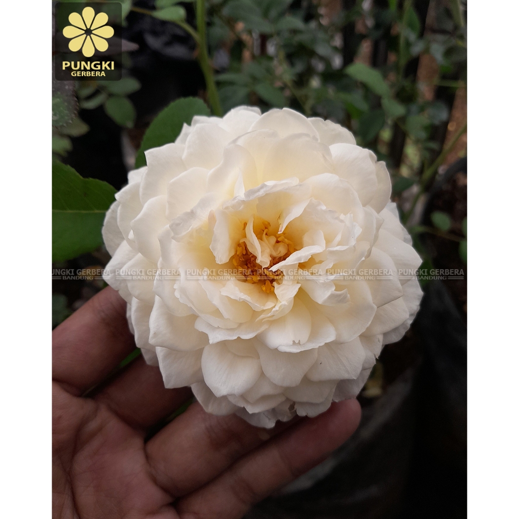 Tanaman Mawar Hidup Claire Austin - Mawar Import - David Austin Rose