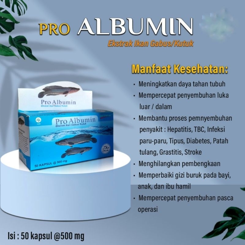 Kapsul Extrak Kutuk/Gabus Pro Albumin Original 50 kapsul