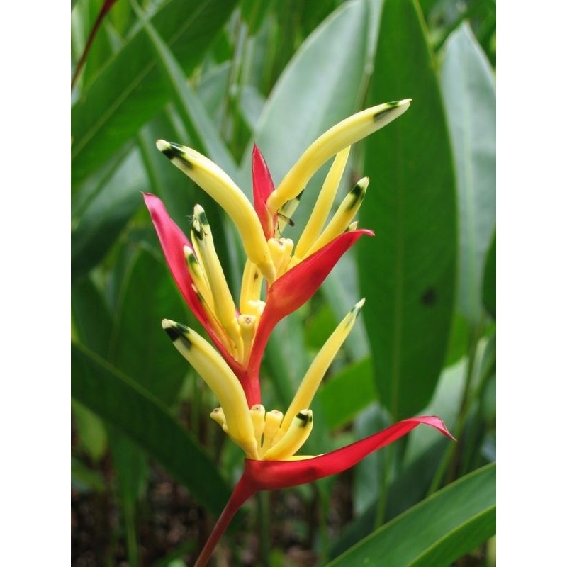 Heliconia Pscitorum Andromeda (Heliconia flower)