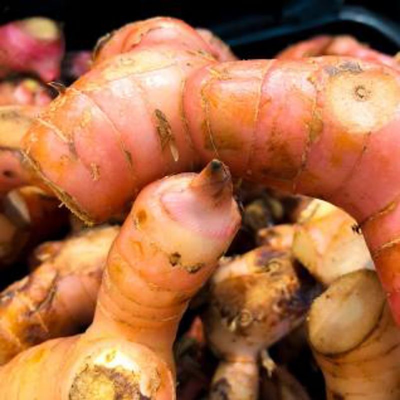 

Lengkuas Merah Super Berkualitas harga / 1 kg