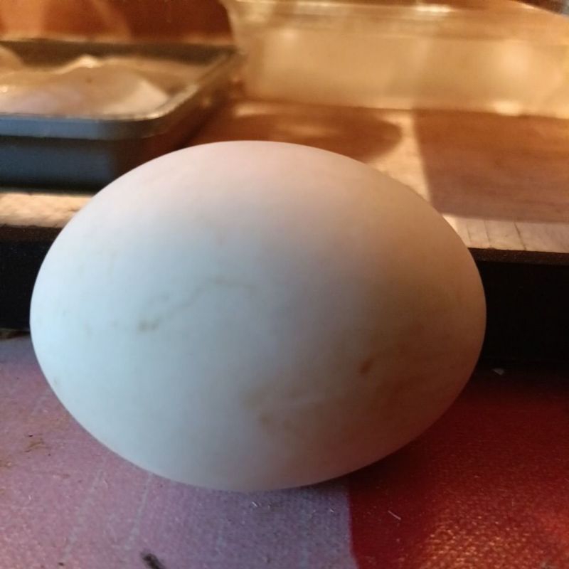 

telur fertil itik/bebek peking
