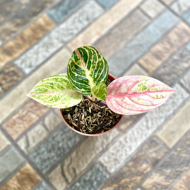Aglaonema Esmeralda