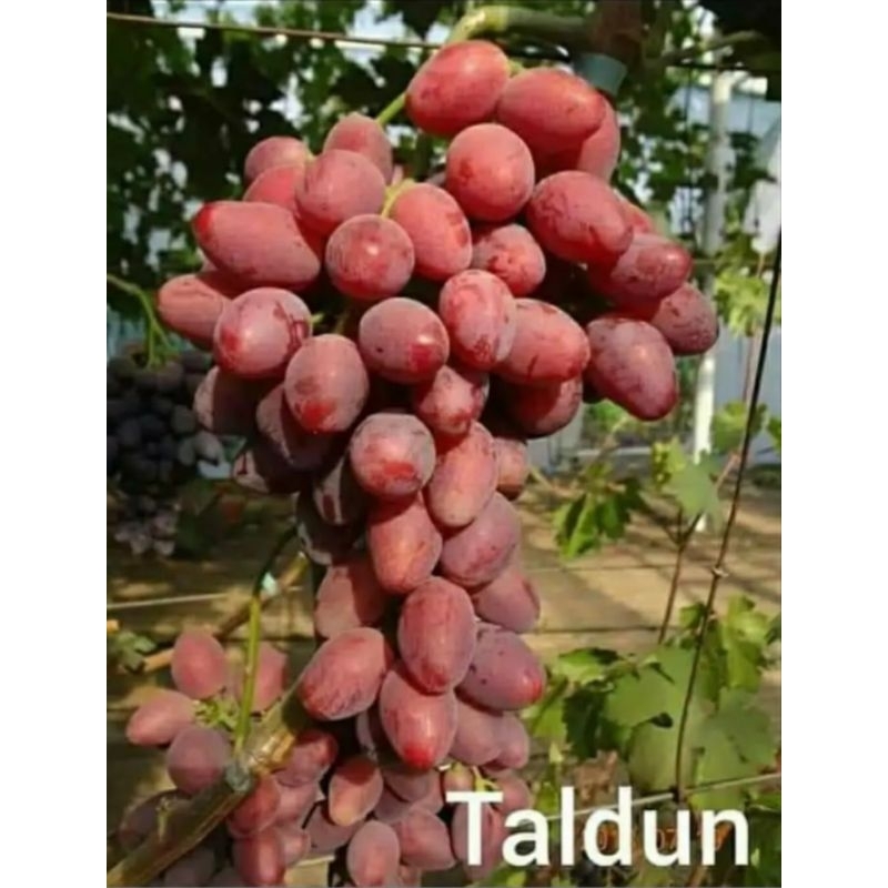 bibit anggur impor taldun