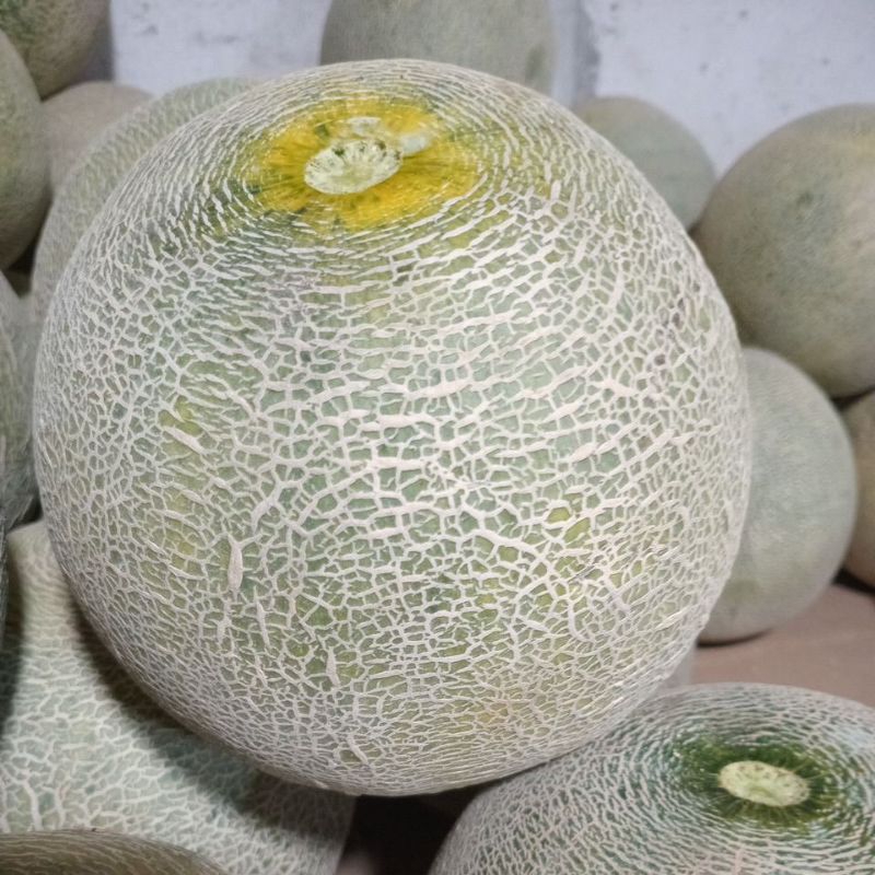 

Melon Orange 1 buah