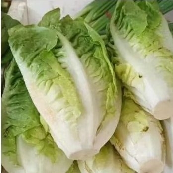 

Selada Romaine Fres 1kg