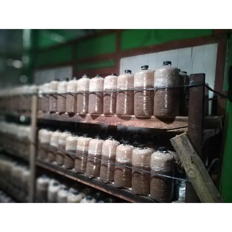 

baglog jamur