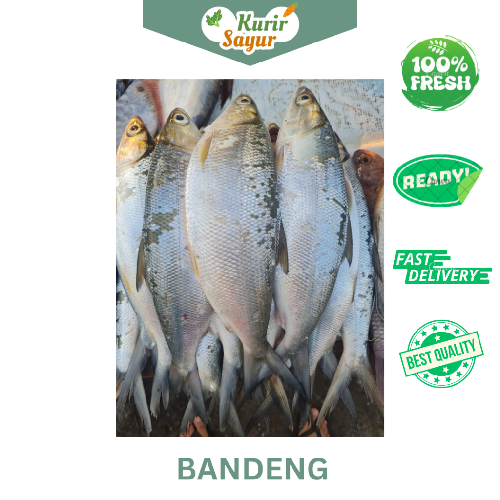 

KURIR SAYUR - IKAN BANDENG BESAR 500GR (VACUM)