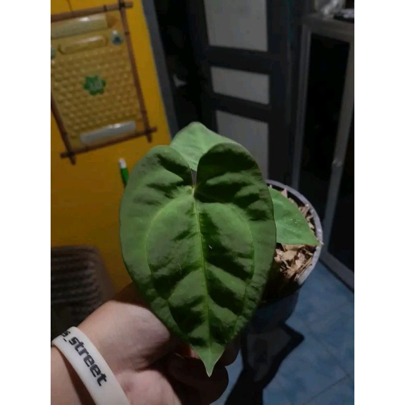 anthurium kuping gajah Ace off spades x dresleri anakan alam taman indah