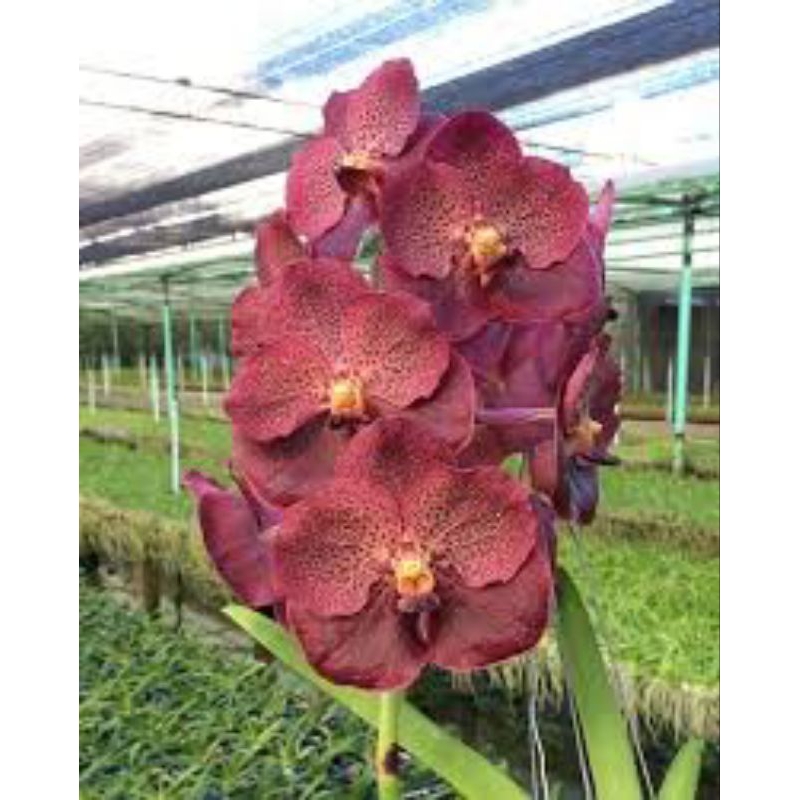 VANDA | VANDA DEWASA CHECKOUT LIVE