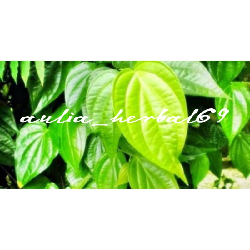 

100 Lembar daun sirih segar fres
