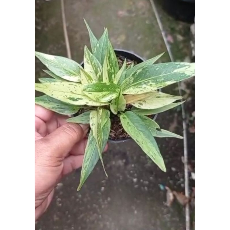 anthurium hokeri varigata polkadot ( isi banyak) tinggal pisah