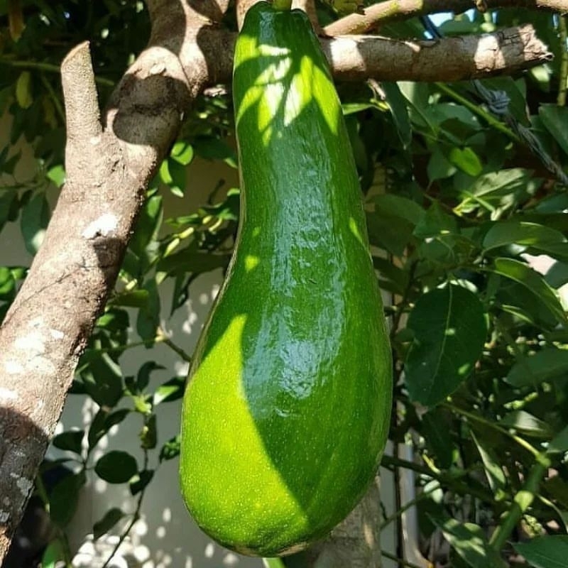 Bibit alpukat subang/kelud hasil sambung/okulasi 1meter