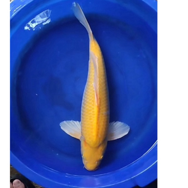 INDUKAN KOI BANANA OGON SIZE 35+ GRADE A BLITAR