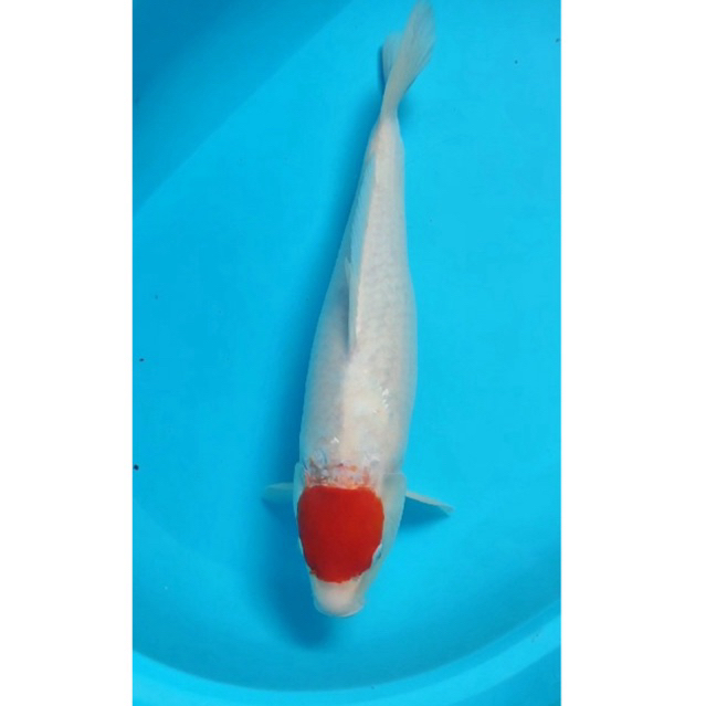 INDUKAN KOI TANCHO SIZE 35CM SUPER CANTIK GRADE A BLITAR