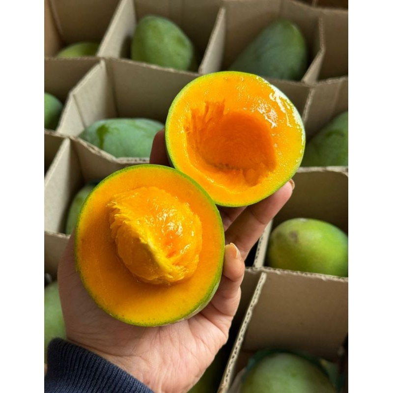 

Mangga Alpukat/Mangga Alpukat Bangil/Mangga Alpukat Pasuruan