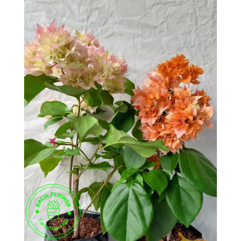 ( BISA COD ) Paket 2 Jenis Bibit Tanaman Hias Bougenville Bunga Hawai Cherry Blossom & Hawai Orange 