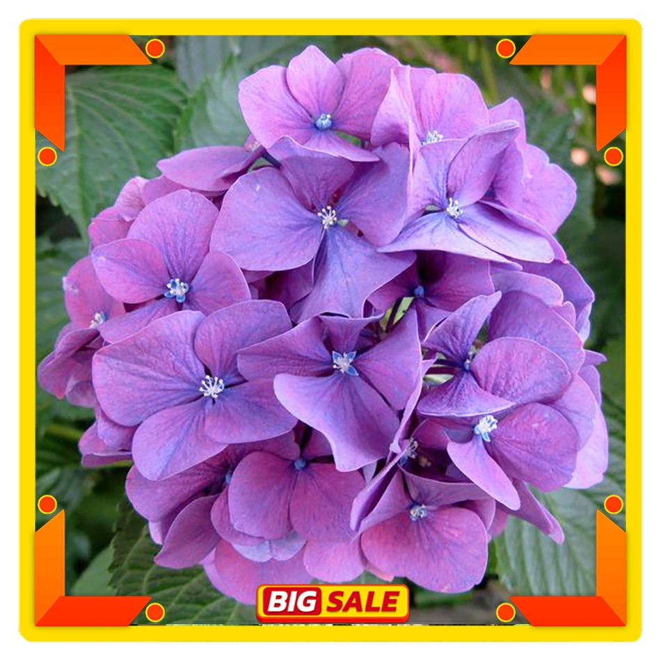 Tanaman Hidup Hydrangea Import - Bunga Hortensia