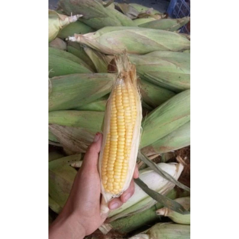 

Jagung Manis mentah | Jagung manis fresh 1 kg lebih | Jagung bakar | Bakar jagung