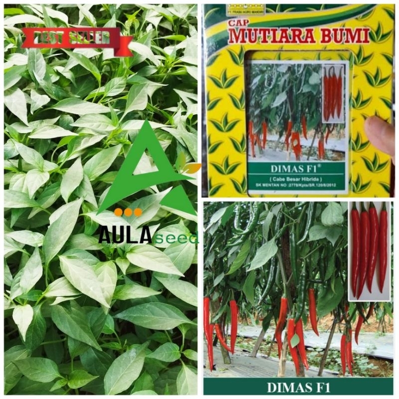 BENIH CABE MERAH BESAR DIMAS F1 SIAP  TANAM  paket hemat 50 batang benih cabe merah besar dimas f1 s