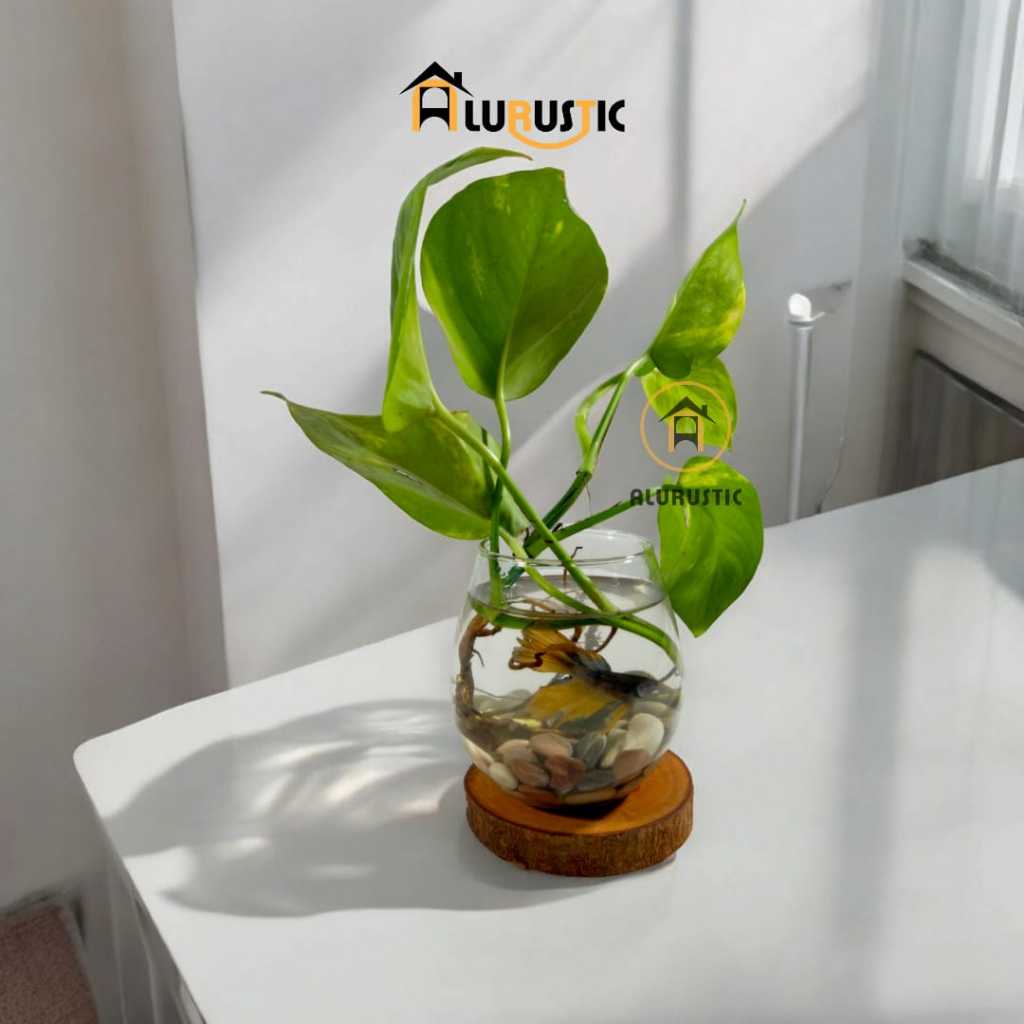 VAS KACA BULAT FULLSET  / VAS KACA / VAS KACA BENING / VAS KACA TANAMAN HIAS / VAS TANAMAN HIDUP / V