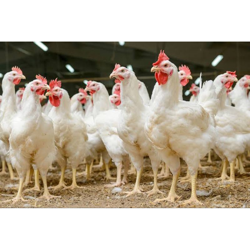 

ayam potong grosir/5ekor berat 2,3kg an timbangan hidup langsung dari kandang samarinda