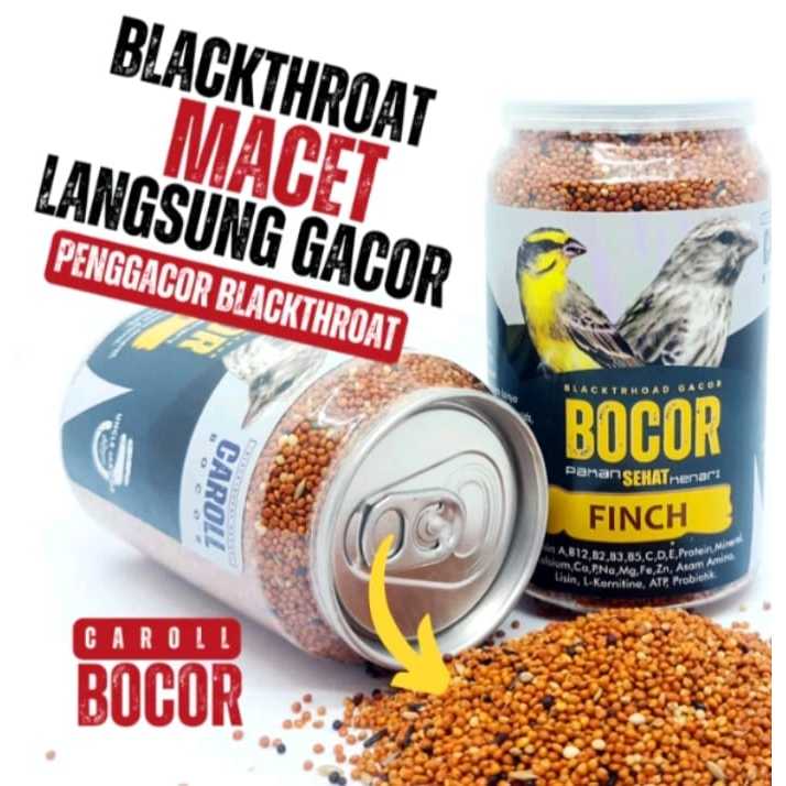 BOCOR Caroll Blacktrhoat Sanger macet langsung Gacor
