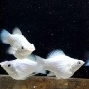 IKAN MOLLY PLATINUM BALLOON